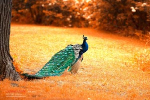 热刺主场告负，球队表现低迷难挽颓势